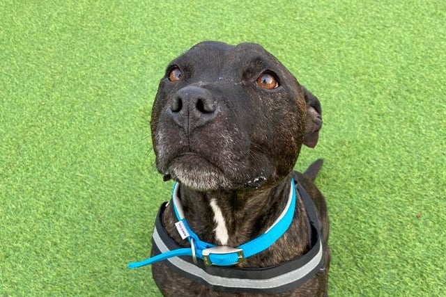 Staffordshire Bull Terrier, seven years six months old.
Brilliant Bruno is a laid back, polite staffie with loads of love to give! He walks nicely on the lead and enjoys a good game of tug! Bruno can live with children 8+ and will need some support with his house training. He will also need low leaving hours to start with.