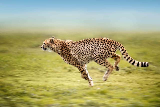 India will have some new guests next month, with cheetahs set to return to the plains