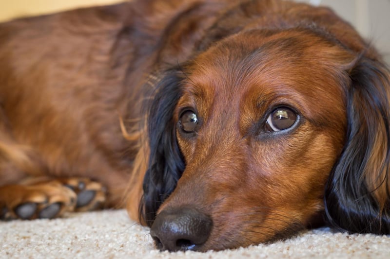 Said to be calmer than either the smooth or the wire haired varieties, the long haired Dachshund is known for being loyal and good-tempered.