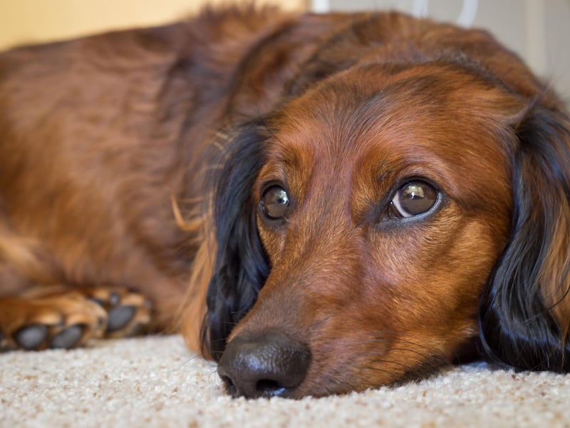 Said to be calmer than either the smooth or the wire haired varieties, the long haired Dachshund is known for being loyal and good-tempered.