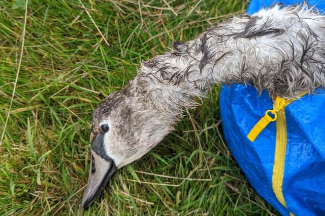 The cygnet is believed to have been targeted by a pellet gun.