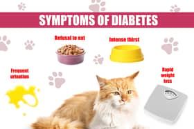 Treating the symptoms of diabetes in pets (photo: Adobe)