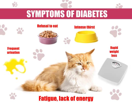 Treating the symptoms of diabetes in pets (photo: Adobe)
