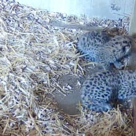 Amur Leopards born at wildlife park