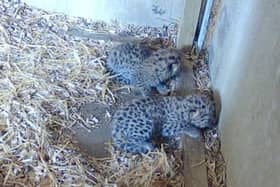 Amur Leopards born at wildlife park