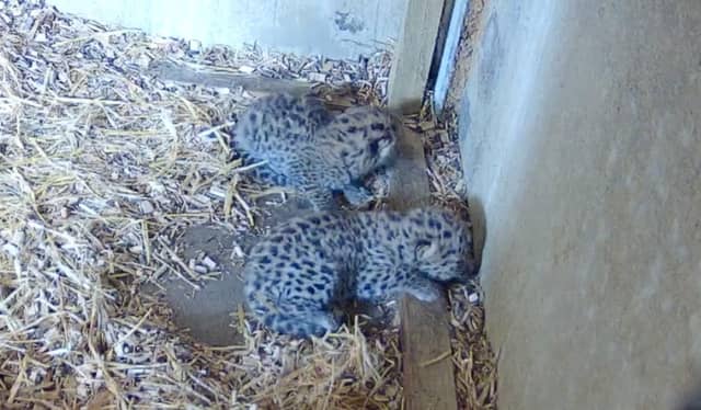 Amur Leopards born at wildlife park