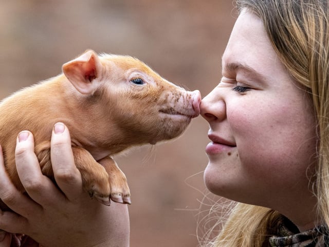 Home Farm is one of the largest rare breed centres in Europe.