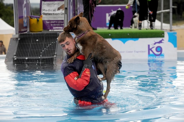 'Doggie diving' was part of the festivities.