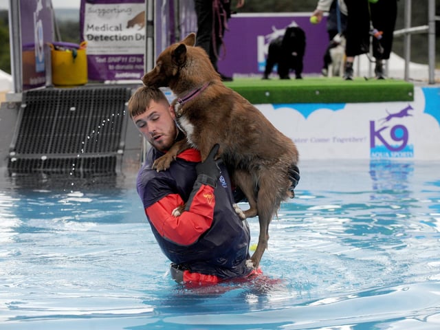'Doggie diving' was part of the festivities.