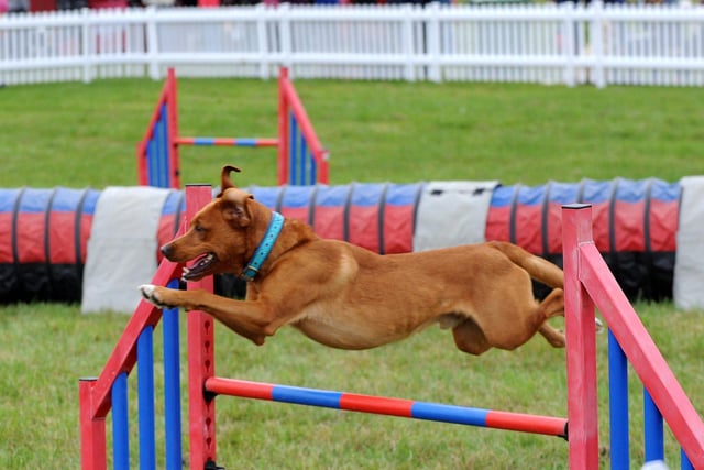 Dogs had a chance to show off their agility.