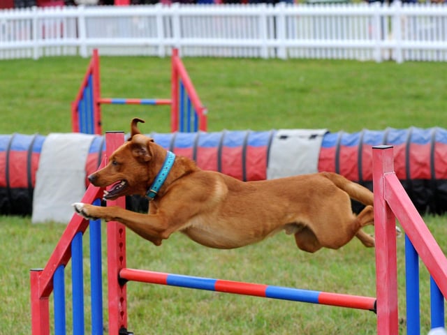 Dogs had a chance to show off their agility.