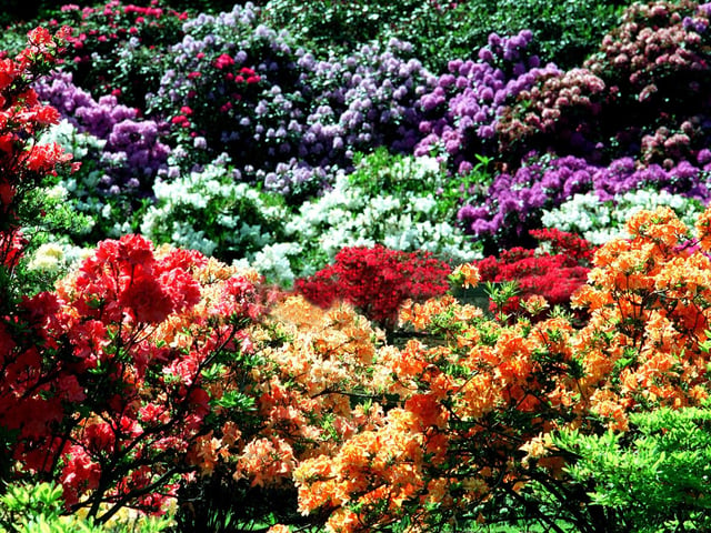 Full colour... as a large display of Rhododendrons bring Temple Newsam to life in May 1998.
