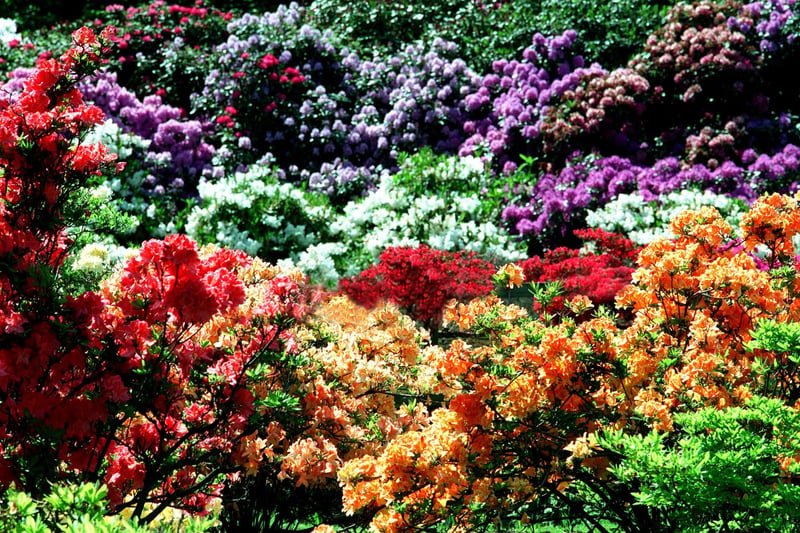 Full colour... as a large display of Rhododendrons bring Temple Newsam to life in May 1998.