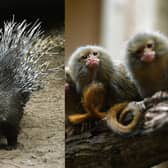 Three Indian Crested Porcupines and six tiny Pygmy Marmosets are among the animals to have arrived at Tropical World Leeds (Photo: Jonathan Gawthorpe)