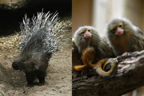 Three Indian Crested Porcupines and six tiny Pygmy Marmosets are among the animals to have arrived at Tropical World Leeds (Photo: Jonathan Gawthorpe)