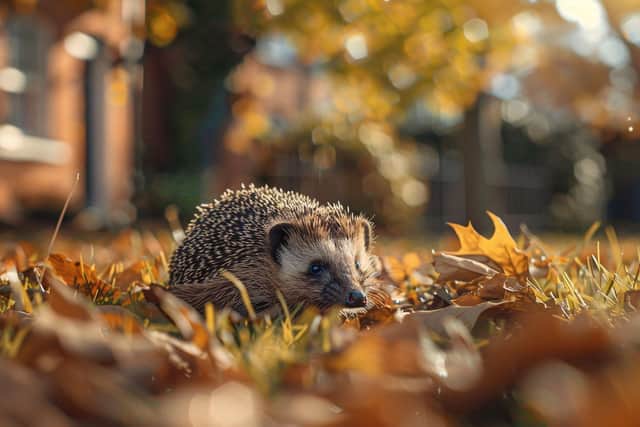 Hedgehogs are still declining across the UK countryside but there are many ways in which people can support