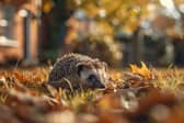 Hedgehogs are still declining across the UK countryside but there are many ways in which people can support