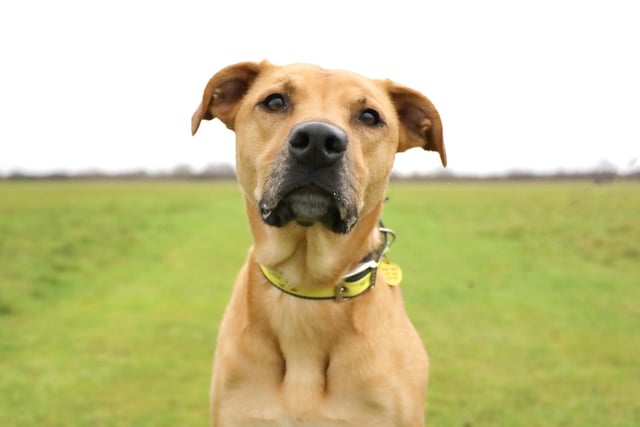 Beautiful Bonnie, a four-year-old Crossbreed, is a real sweetheart once she knows you. She is a little shy to begin with, but if you give her time to bond, you will soon have a very loyal and loving companion. Once she's fully settled you will find her to be very playful and enjoy her walkies. Her ideal home would be calm and peaceful without too many visitors due to her shyness around unknown people.