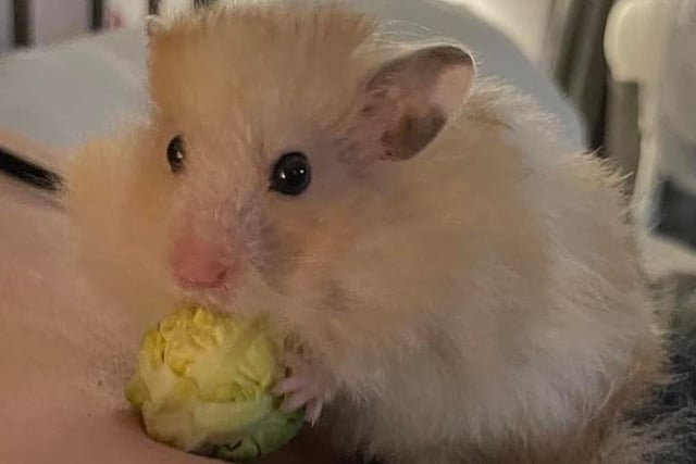Stacey Dawn writes: "Our little cookie 🐹 he’s so tamed and spoilt, loves cuddles and he’s just our little fluff ball."