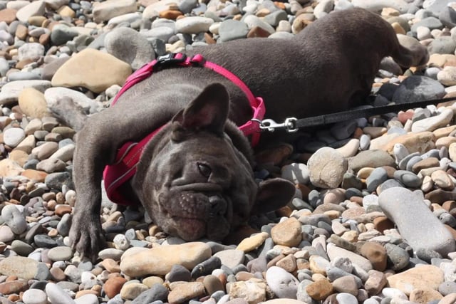 Amelia Appleson shared this photo of her dog taking a break on Filey Beach.