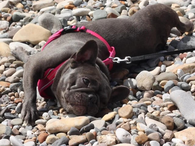 Amelia Appleson shared this photo of her dog taking a break on Filey Beach.
