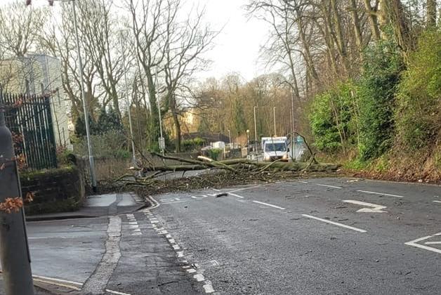 Sophie Parvaneh shared this picture of a tree blocking the road on Shadwell Lane, just up from Moortown Park.