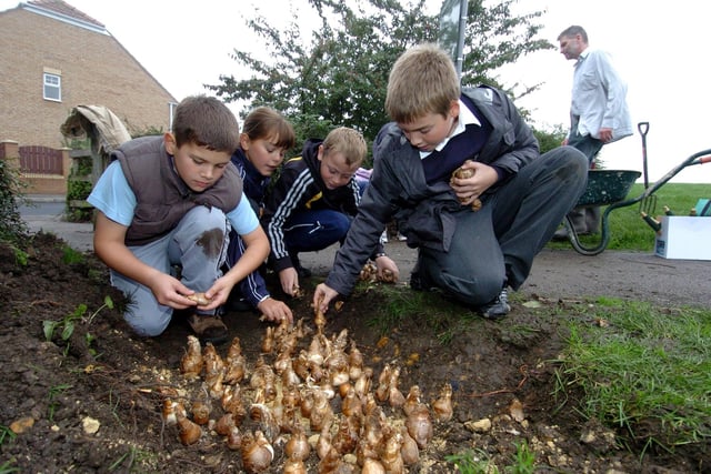 Churwell Primary School pupils Jack Gelder Emily Hassall, Jack Monk and Thomas Booker plant spring bulbs in Springfield Mills Park in October 2006.
