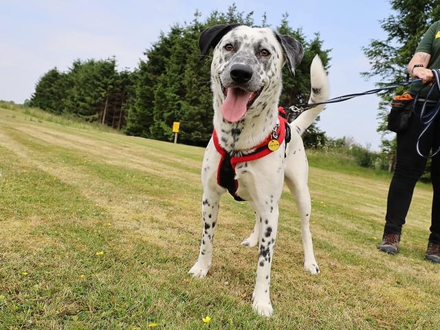 One-year-old Theodore finds unknown people and places quite worrying, but he has proved that once he is in a routine, he is a wonderful pup to be around. His handlers  adore the young Husky Crossbreed, who has come on leaps and bounds since arriving. Theodore is not overly interested in playtime, but likes being around his favourite humans. He loves going on walks, but because he is worried around other dogs, would need to be walked in a quiet area. He would suit a family that leads a pretty quiet life and is looking for a companion to share it with.