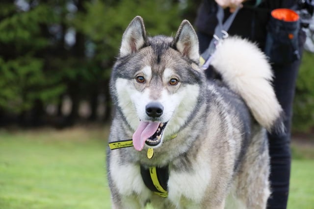 Wolf is a gorgeous six-year-old Husky and already a firm favourite with his handlers due to his friendly nature and his smart brain. He really enjoys his training and will thrive in a home where this will be kept up. He's super foody so it will be easy! He likes to play with toys and chase balls and is really friendly with everyone he meets. Once he's settled in his new home, he should be ok to be left for short periods as he seems quite happy in his own company.