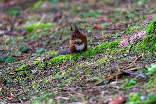 The Snaizeholme Red Squirrel Trail in the heart of the Widdale Red Squirrel Reserve close to Hawes in the Yorkshire Dales. Over the years numbers have decreased in the UK and this is one area where the population of red squirrels was increasing