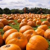 North Yorkshire’s Best Pumpkin Picking Spots Revealed by TripAdvisor Reviews