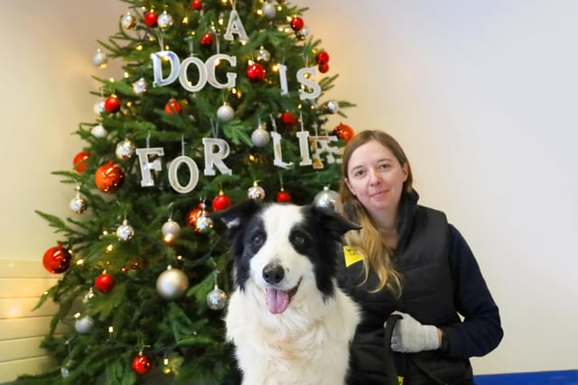Christmas has landed at the rehoming centre and here is Hachi posing with the Christmas Tree! He’s a gorgeous 12 year old Border Collie who is living off site in a foster home where he can keep all his home comforts. He’s a shy lad initially, but with a little patience and a few treats he’ll soon show his affectionate side.
