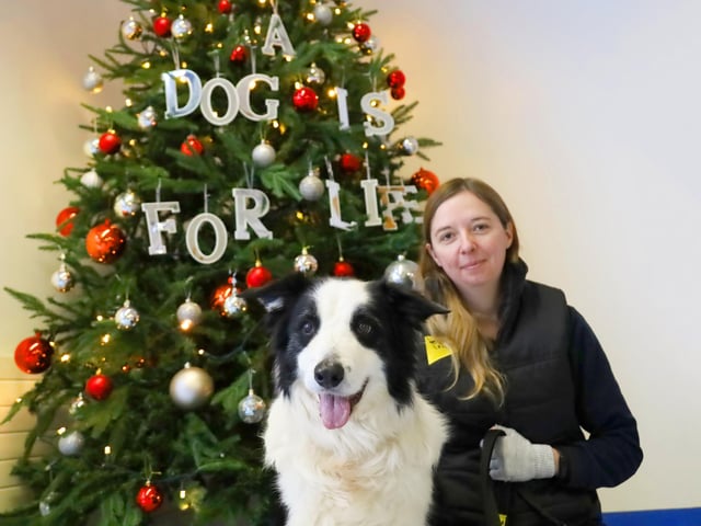 Christmas has landed at the rehoming centre and here is Hachi posing with the Christmas Tree! He’s a gorgeous 12 year old Border Collie who is living off site in a foster home where he can keep all his home comforts. He’s a shy lad initially, but with a little patience and a few treats he’ll soon show his affectionate side.