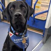 Trainee support dog Sally is starting 'big school'