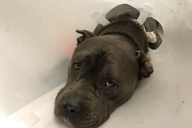 RSPCA Leeds: Dog dies after being cruelly abandoned in the Temple ...