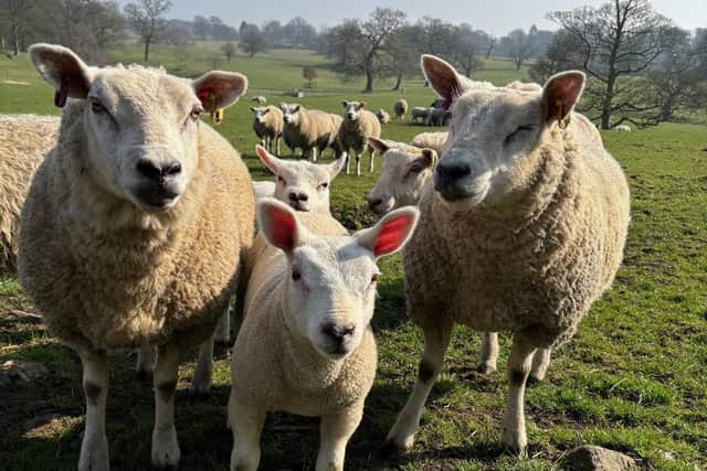 Sheep and lambs