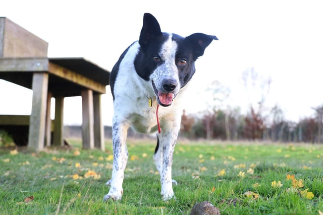 We joined Alfie, a two yr old Collie, for a game of fetch in the rehoming centre's enclosed field.
He’s a real livewire who loves to train and loves to fetch tennis balls! Basically, he’s loads of fun and he’s looking for a home with adopters who understand his breed traits and will enjoy keeping his brain and body busy.