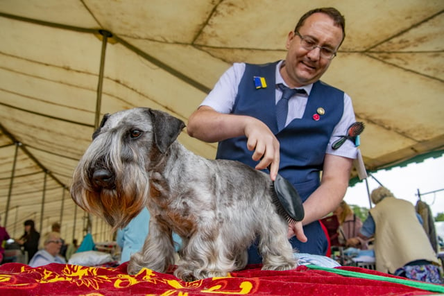 Pictured is Darren Pearson with his cesky terrier on the first day at Leeds Championship Dog Show at Harewood House.