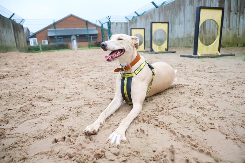 Lurcher Lucy is a two-year-old full of personality. She loves people and can’t get enough attention. She won’t be able to share with other pets or young children, but in an active adult home she would really thrive.