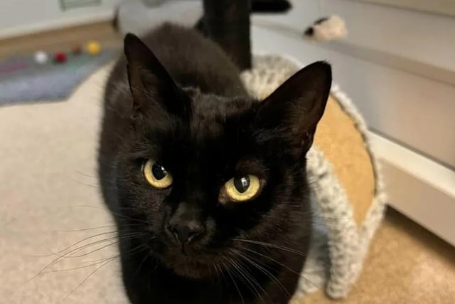 Three-year-old Hetty has stunning yellow eyes and a silky black coat. She's a laid back kitten who loves a bit of fuss, as well as playing with her favourite toys. She could share with another cat and would happily live with kitten-savvy kids who are at least 10-years-old.