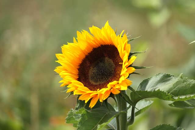 Sunflowers, a national symbol of Ukraine, will be laid during the event in Leeds city centre. Picture: Paul Marriott/PA Wire