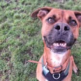 Two-year-old Boxer Rockie was sadly abandoned by his previous owner, which meant he was left to go hungry and lost lots of weight. But he has enjoyed his time since moving into the centre. He can be strong on the lead, but is learning to be more gentle. He'd need a family that would be keen to continue his training. He loves canine company, but would need to be the only dog in the home.