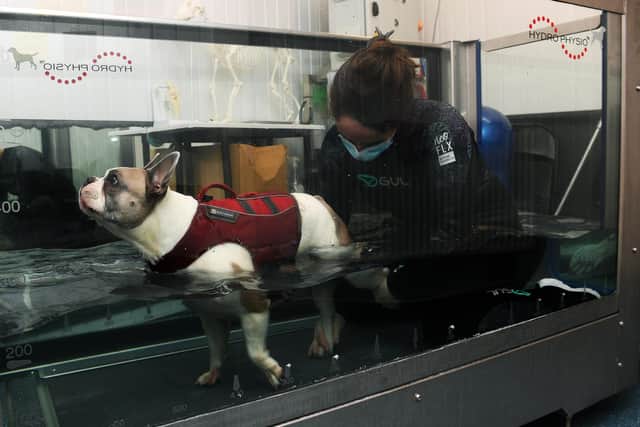 Feature on Hydro Paws Ltd in Morley.
Pictured canine hydrotherapist Leanne Szostak with French Bulldog Ned on the underwater treadmill.
12th March  2021.
Picture : Jonathan Gawthorpe