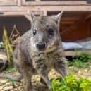 Wally the hand-reared wallaby is thriving in his new enclosure at the Tropical Butterfly House.