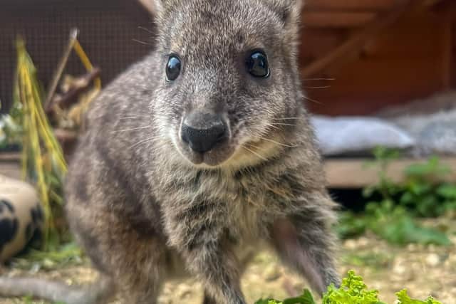 Wally the hand-reared wallaby is thriving in his new enclosure at the Tropical Butterfly House.