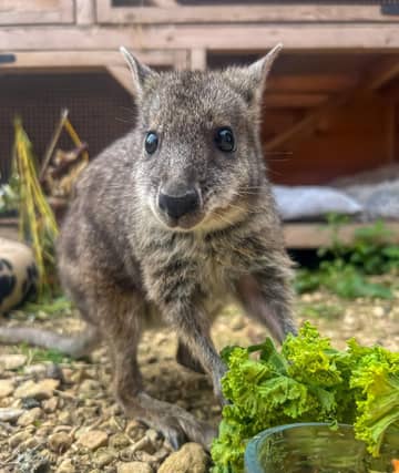 Wally the hand-reared wallaby is thriving in his new enclosure at the Tropical Butterfly House.