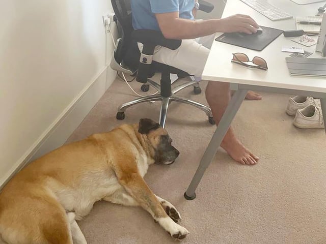 Gorgeous Golden Oldie Ralph is now chilling out in a foster home where he is getting all the love and attention he deserves. His foster carers sent this fab pic of him chilling out while they worked from home. They tell us he’s being the perfect house guest and that whoever gets to be his forever family will be very lucky indeed.