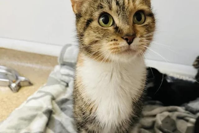 Galaxy is a one-year-old who came to the centre with five babies. She would prefer to be the only cat in the house but would would happily live cat-savvy kids who are older than 10.