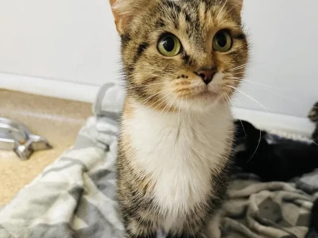 Galaxy is a one-year-old who came to the centre with five babies. She would prefer to be the only cat in the house but would would happily live cat-savvy kids who are older than 10.