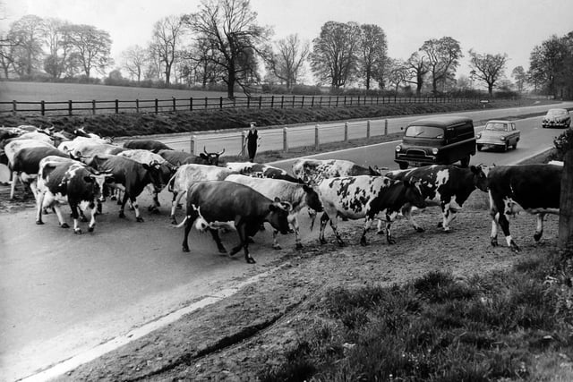 May 1962 and the cows of St. Mark's Farm in Kirk Deighton held up traffic every day on the by-pass clearway as they are driven between the farm and their pasture. The cattle, about 100 of them, are taken along the clearway for a short distance before turning into the farm entrance.  The same procedure applies for the return trip.  It happens sevens times a day. Wetherby Public Health Committee has recommended that Wetherby Rural Council should complain to the Ministry of Transport. Farmer J. J. Dalby, who owns the farm, says he and his workers take their lives in their hands when they step out to stop the traffic, and thinks that a fly-over or bridge should be built to remove the danger.  Meanwhile, motorists stamp on their brakes and then wait while the "cattle drive" takes place.